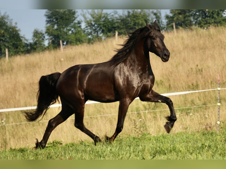 Cheval de trait Hongre 6 Ans 168 cm Noir in Fresno, OH