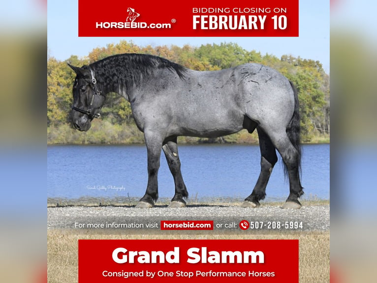 Cheval de trait Croisé Hongre 6 Ans 168 cm Rouan Bleu in Oelwein, IA