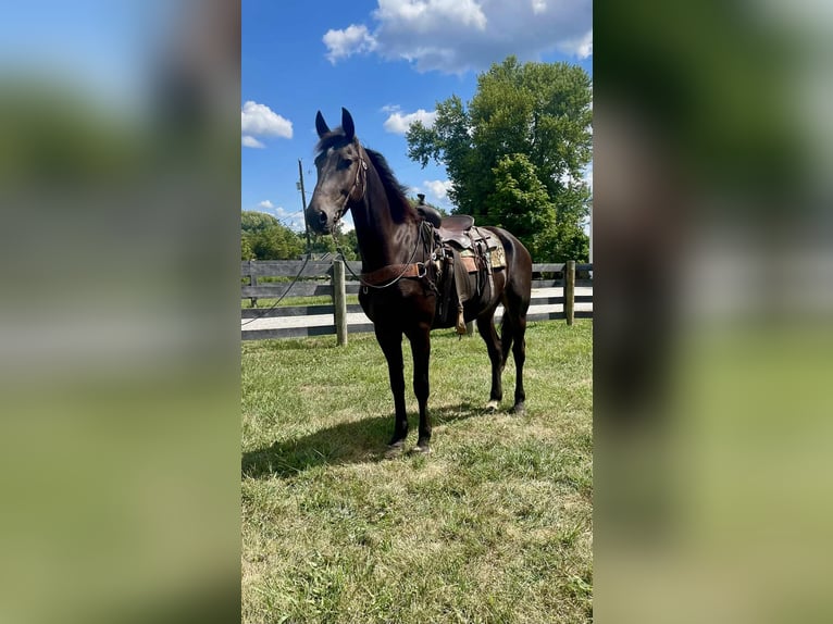 Cheval de trait Hongre 6 Ans 170 cm Noir in Moscow OH