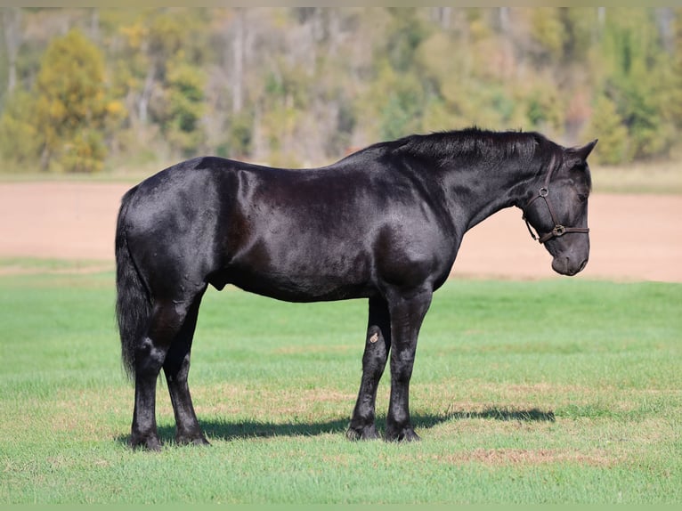 Cheval de trait Croisé Hongre 6 Ans 173 cm Noir in River Falls