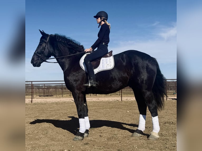 Cheval de trait Hongre 6 Ans 173 cm Noir in Jacksboro TX