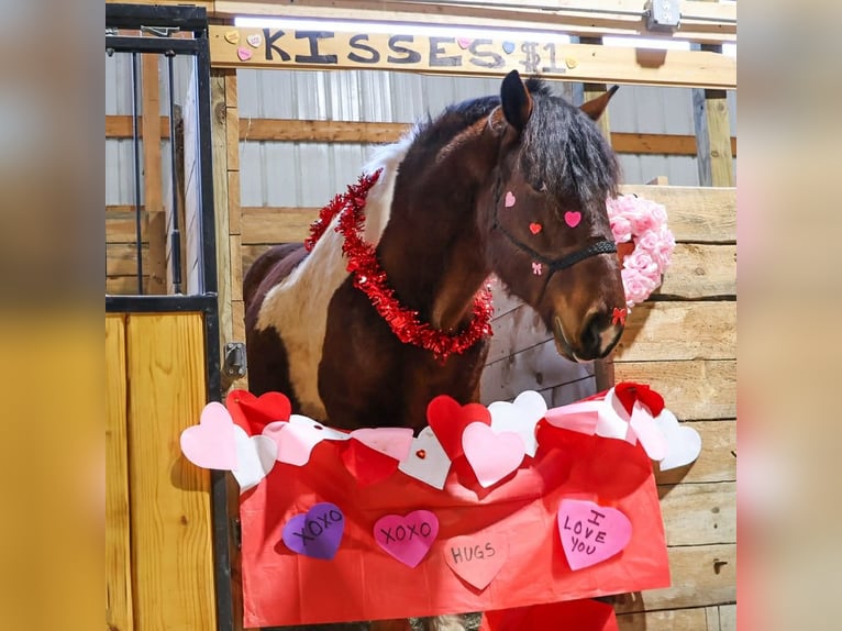 Cheval de trait Croisé Hongre 6 Ans 173 cm Pinto in Howell