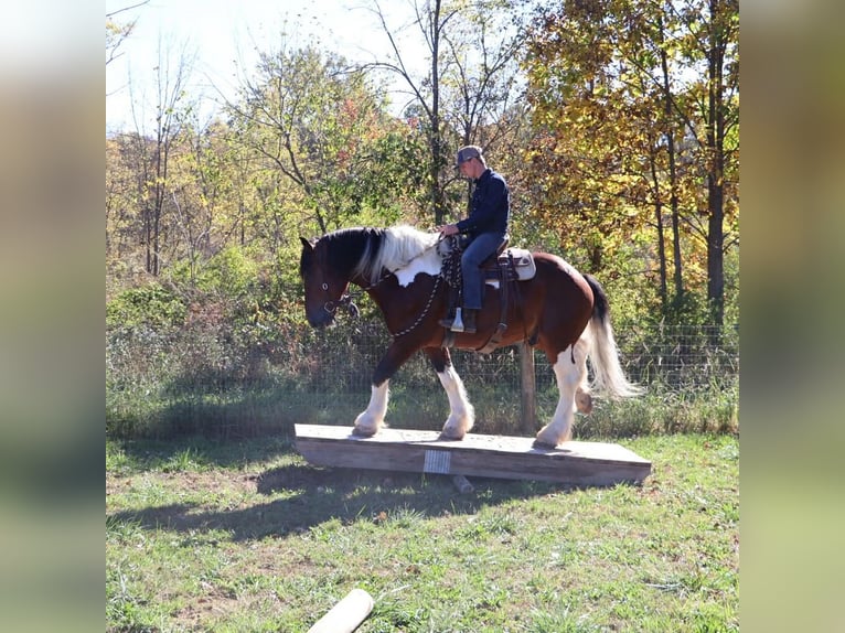 Cheval de trait Croisé Hongre 6 Ans 173 cm Pinto in Howell
