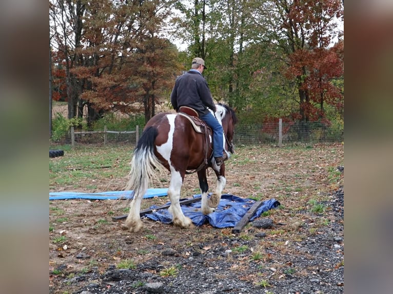 Cheval de trait Croisé Hongre 6 Ans 173 cm Pinto in Howell