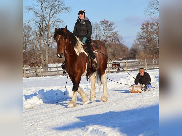 Cheval de trait Croisé Hongre 6 Ans 173 cm Pinto in Howell