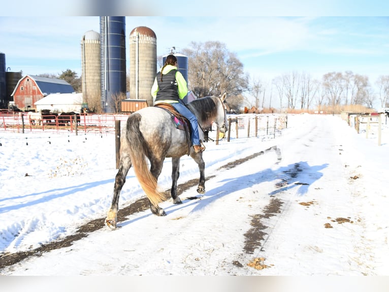 Cheval de trait Croisé Hongre 6 Ans 175 cm Gris in Hastings
