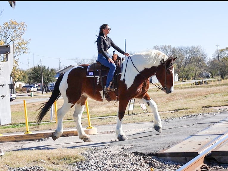 Cheval de trait Croisé Hongre 6 Ans 183 cm Pinto in Forney
