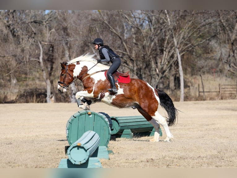 Cheval de trait Croisé Hongre 6 Ans 183 cm Pinto in Forney