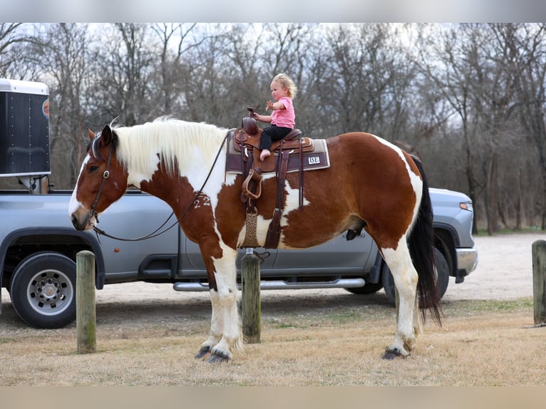 Cheval de trait Croisé Hongre 6 Ans 183 cm Pinto in Forney