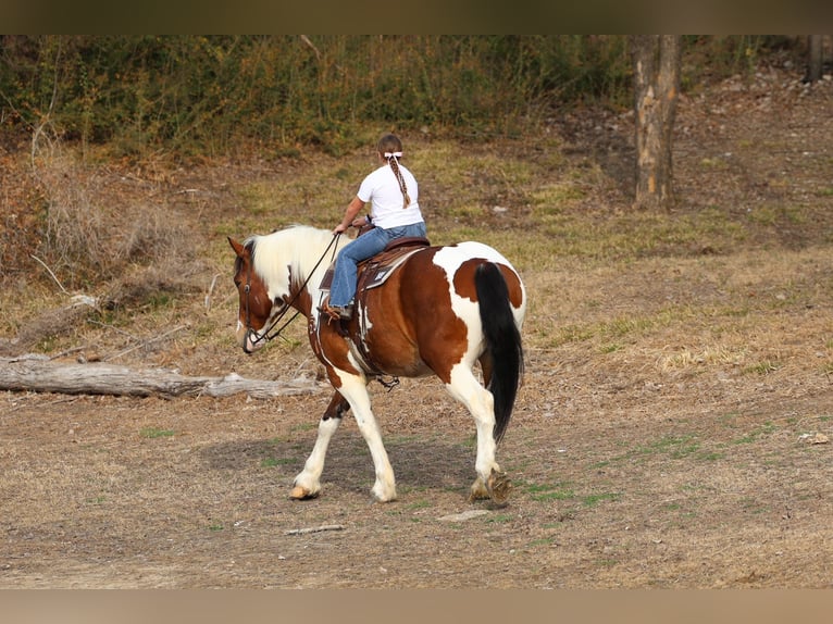 Cheval de trait Croisé Hongre 6 Ans 183 cm Pinto in Forney