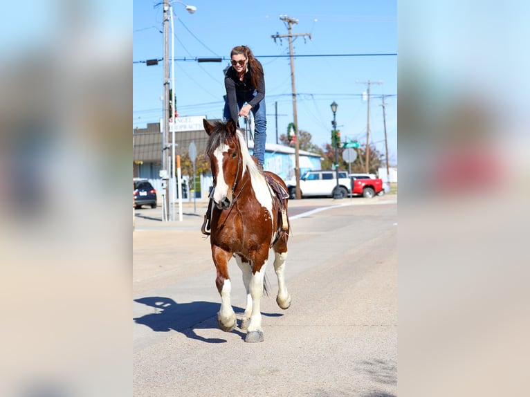 Cheval de trait Croisé Hongre 6 Ans 183 cm Pinto in Forney