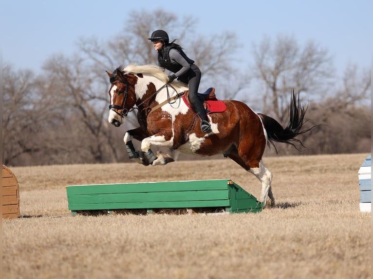 Cheval de trait Croisé Hongre 6 Ans 183 cm Pinto in Forney