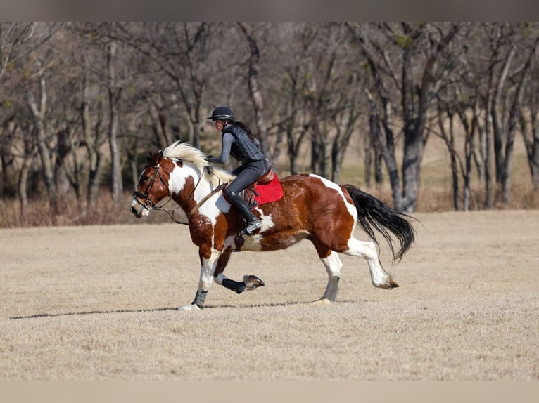 Cheval de trait Croisé Hongre 6 Ans 183 cm Pinto in Forney