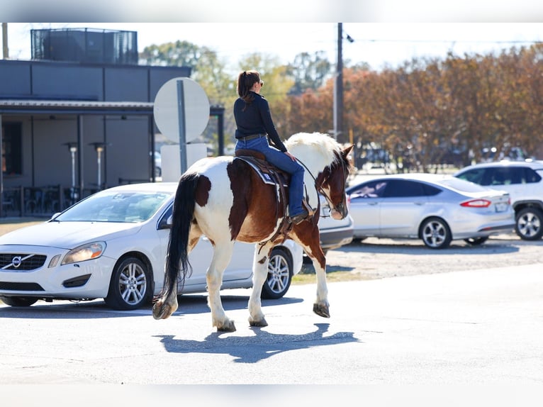 Cheval de trait Croisé Hongre 6 Ans 183 cm Pinto in Forney