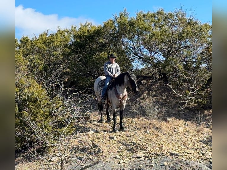 Cheval de trait Croisé Hongre 6 Ans 183 cm Rouan Bleu in Weatherford