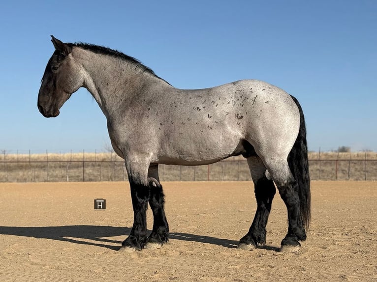 Cheval de trait Croisé Hongre 6 Ans 183 cm Rouan Bleu in Weatherford