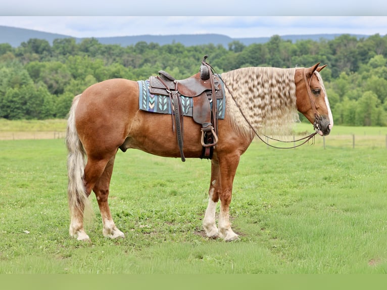 Cheval de trait Croisé Hongre 6 Ans Alezan brûlé in Beaver Springs