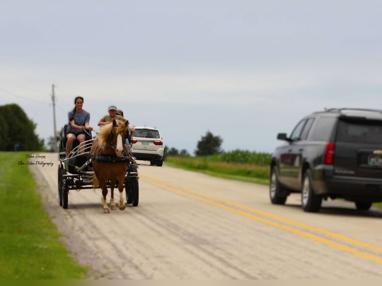 Cheval de trait Croisé Hongre 6 Ans Alezan cuivré in Peosta, IA