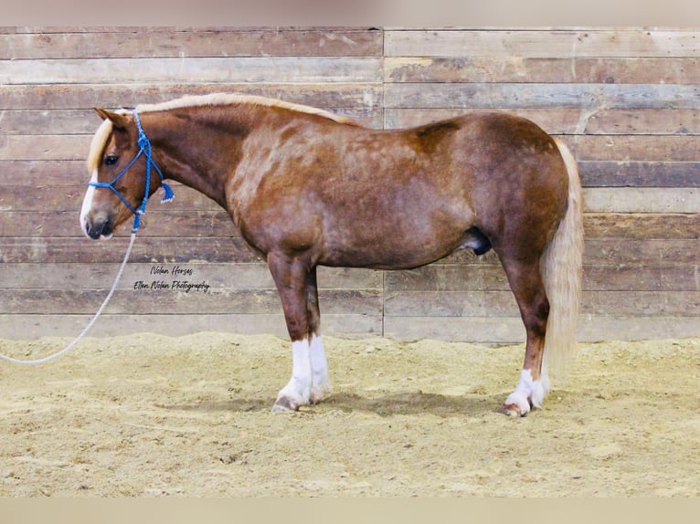 Cheval de trait Croisé Hongre 6 Ans Alezan cuivré in Peosta, IA