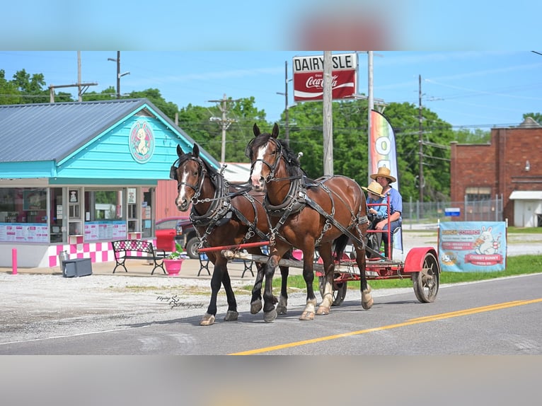 Cheval de trait Croisé Hongre 6 Ans Bai cerise in Greenfield