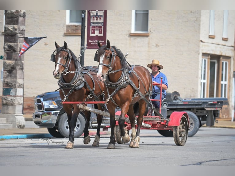 Cheval de trait Croisé Hongre 6 Ans Bai cerise in Greenfield