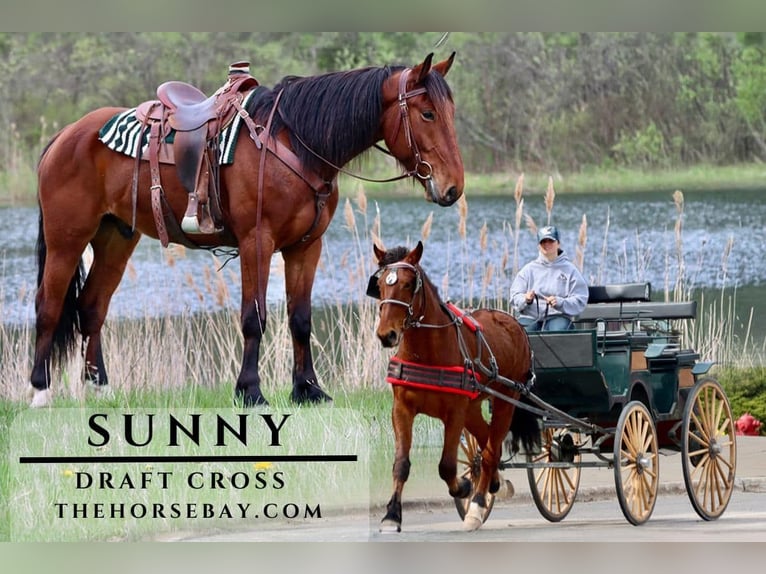 Cheval de trait Hongre 6 Ans Bai cerise in Hesperia, MI