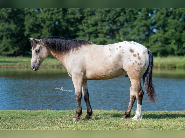 Cheval de trait Croisé Hongre 6 Ans Buckskin in Rockville