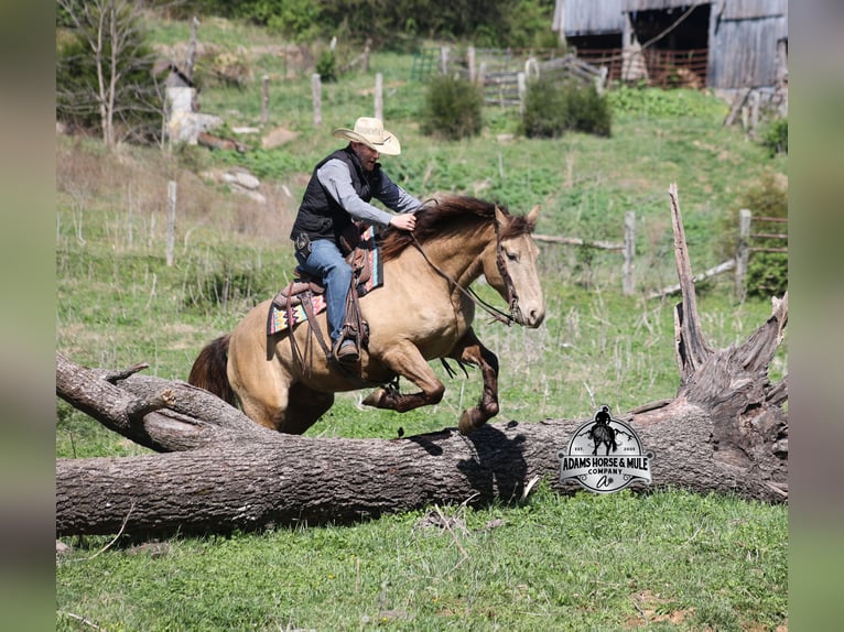 Cheval de trait Hongre 6 Ans Champagne in Mount Vernon