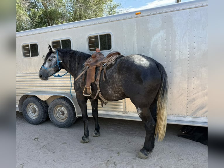 Cheval de trait Hongre 6 Ans Gris pommelé in El Paso