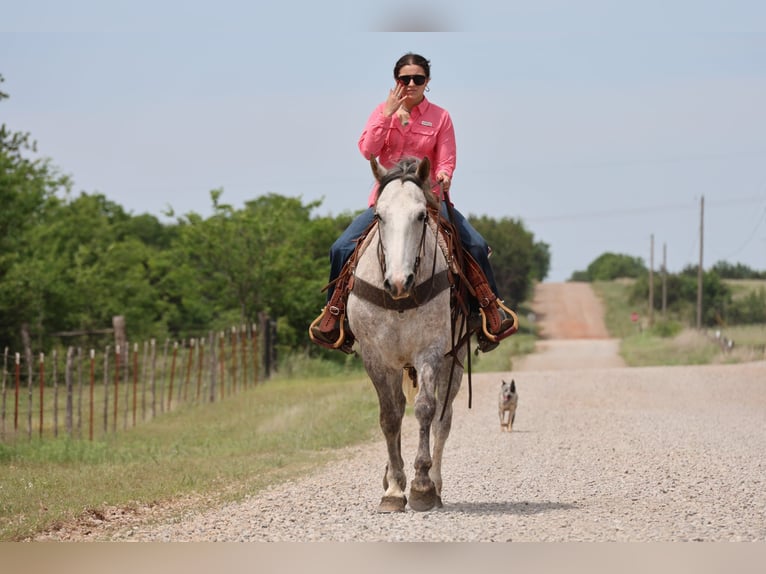 Cheval de trait Croisé Hongre 6 Ans Gris in Ripley