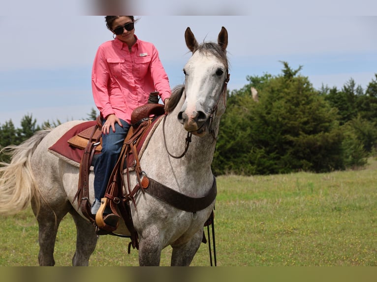 Cheval de trait Croisé Hongre 6 Ans Gris in Ripley