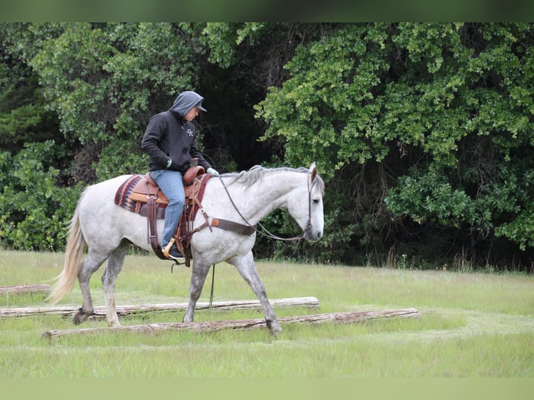 Cheval de trait Croisé Hongre 6 Ans Gris in Ripley