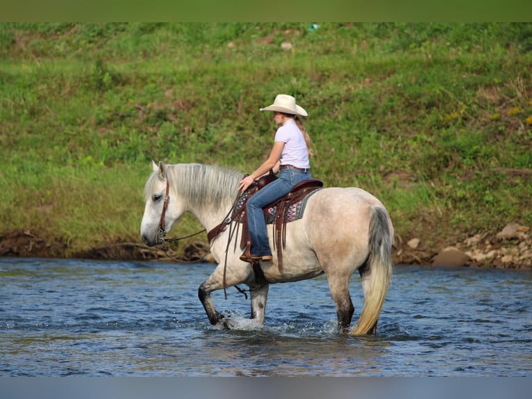 Cheval de trait Croisé Hongre 6 Ans Gris in Clarion