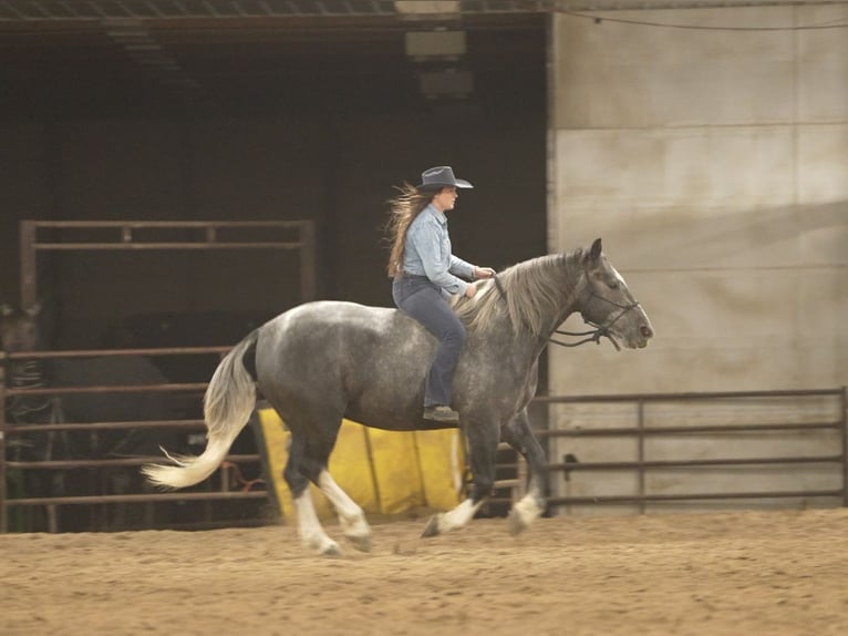 Cheval de trait Croisé Hongre 6 Ans Gris in Nevis