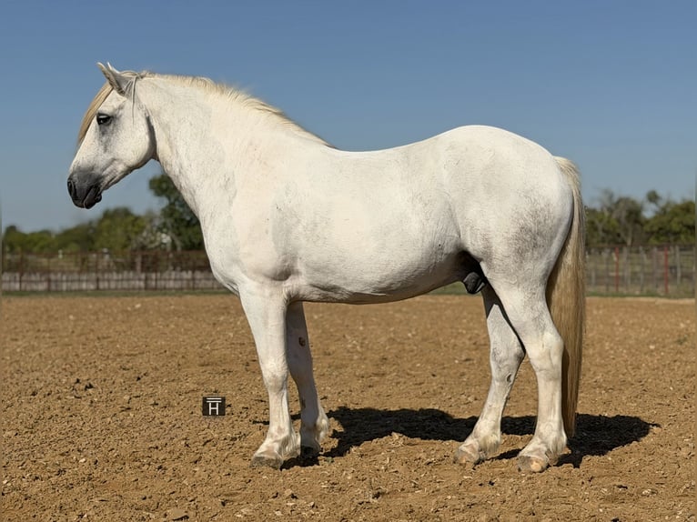 Cheval de trait Croisé Hongre 6 Ans Gris in Weatherford