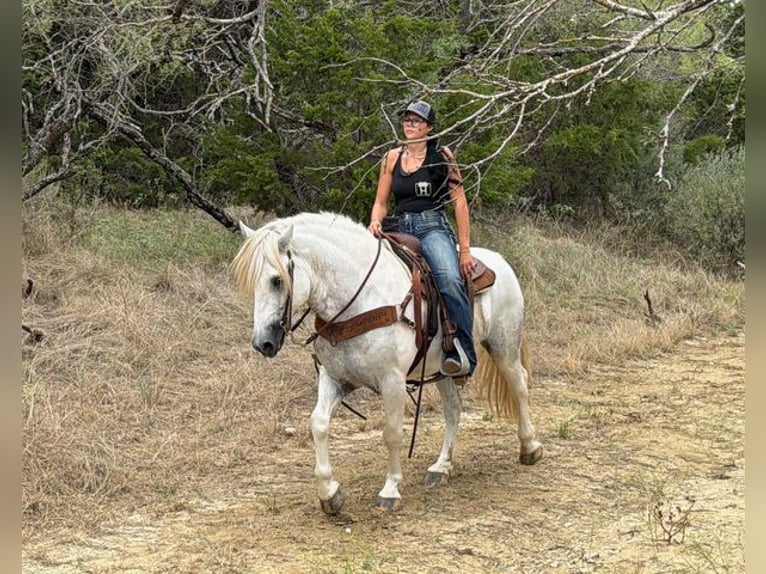 Cheval de trait Croisé Hongre 6 Ans Gris in Weatherford