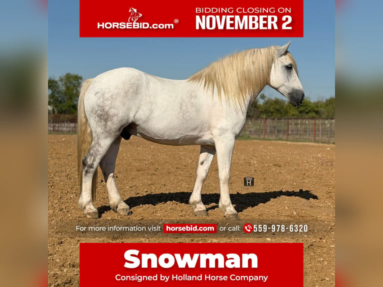 Cheval de trait Croisé Hongre 6 Ans Gris in Weatherford