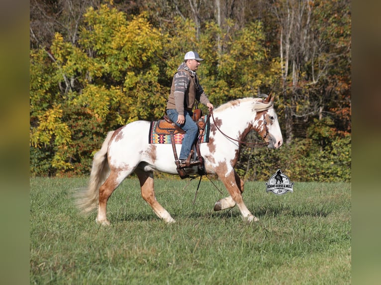 Cheval de trait Hongre 6 Ans Overo-toutes couleurs in Mount Vernon, KY