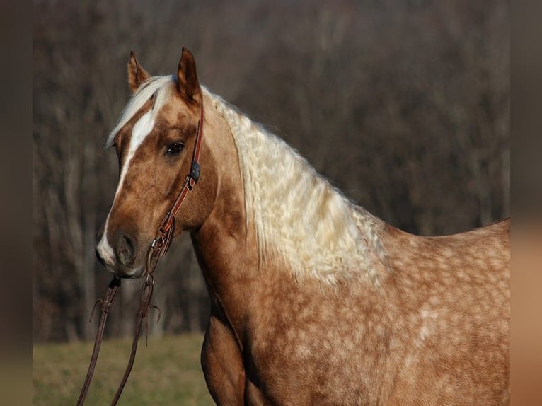 Cheval de trait Hongre 6 Ans Palomino in Level Green Ky