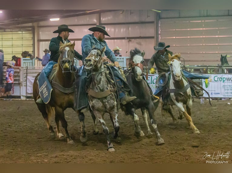 Cheval de trait Croisé Hongre 6 Ans Pinto in Sedgwick