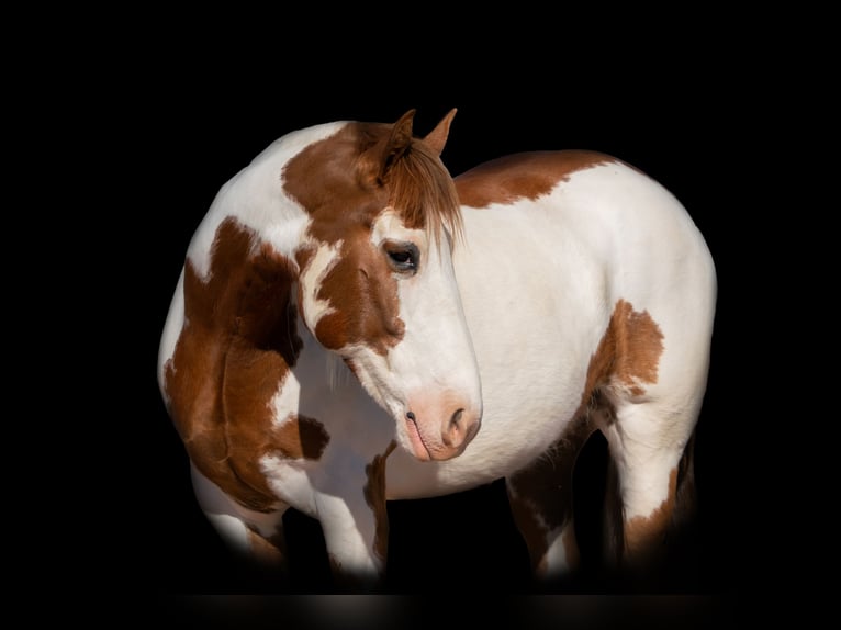 Cheval de trait Croisé Hongre 6 Ans Pinto in Sedgwick