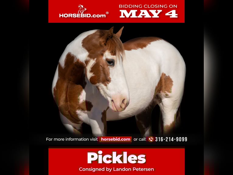Cheval de trait Croisé Hongre 6 Ans Pinto in Sedgwick