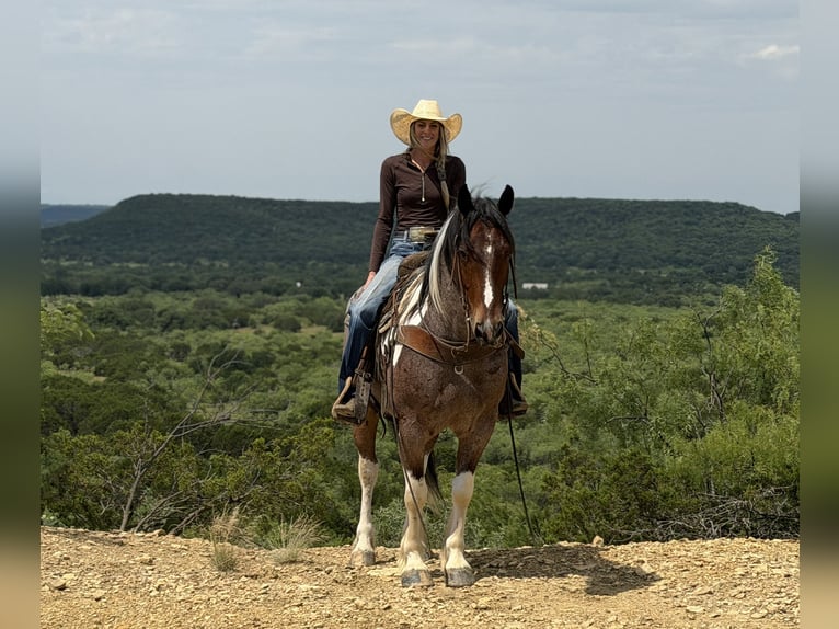Cheval de trait Croisé Hongre 6 Ans Pinto in Weatherford
