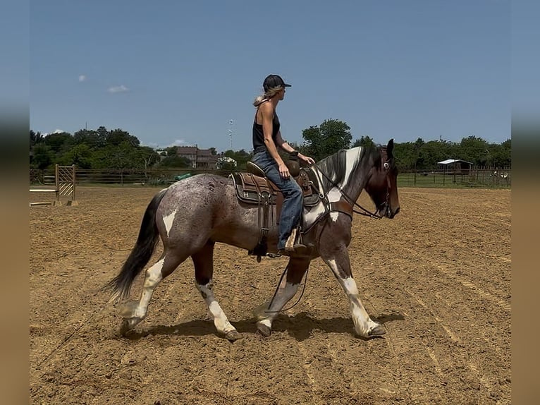 Cheval de trait Croisé Hongre 6 Ans Pinto in Weatherford