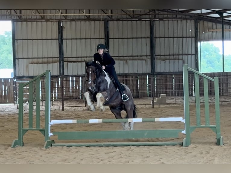 Cheval de trait Croisé Hongre 6 Ans Pinto in Weatherford