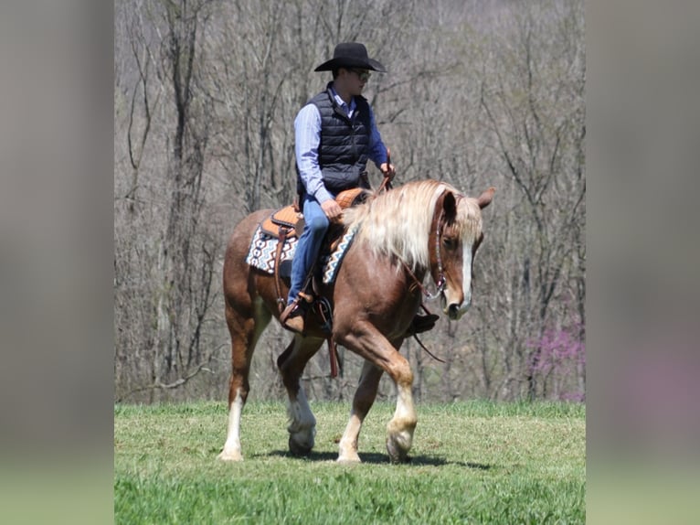 Cheval de trait Hongre 6 Ans Rouan Rouge in Mount Vernon KY