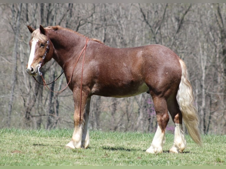 Cheval de trait Hongre 6 Ans Rouan Rouge in Mount Vernon KY