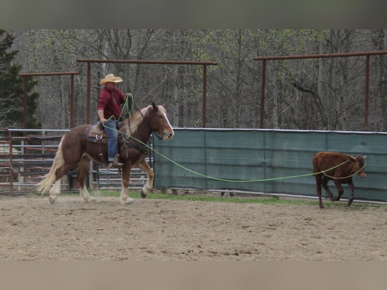 Cheval de trait Hongre 6 Ans Rouan Rouge in Mount Vernon KY