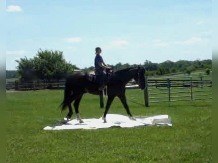 Cheval de trait Hongre 6 Ans Tobiano-toutes couleurs in Lexington, Ky