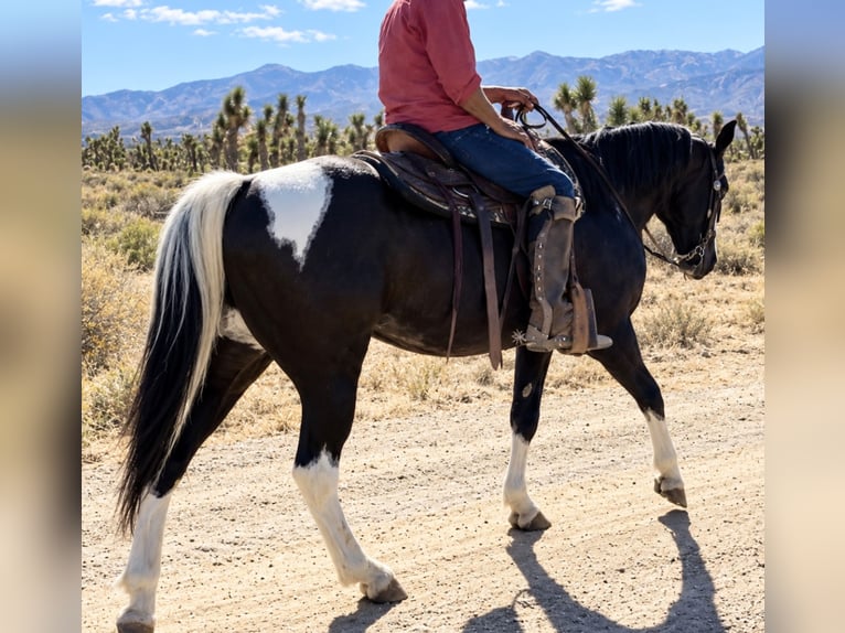 Cheval de trait Croisé Hongre 6 Ans Tobiano-toutes couleurs in Phelan, CA